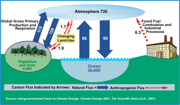 Carbon cycle (global warming)